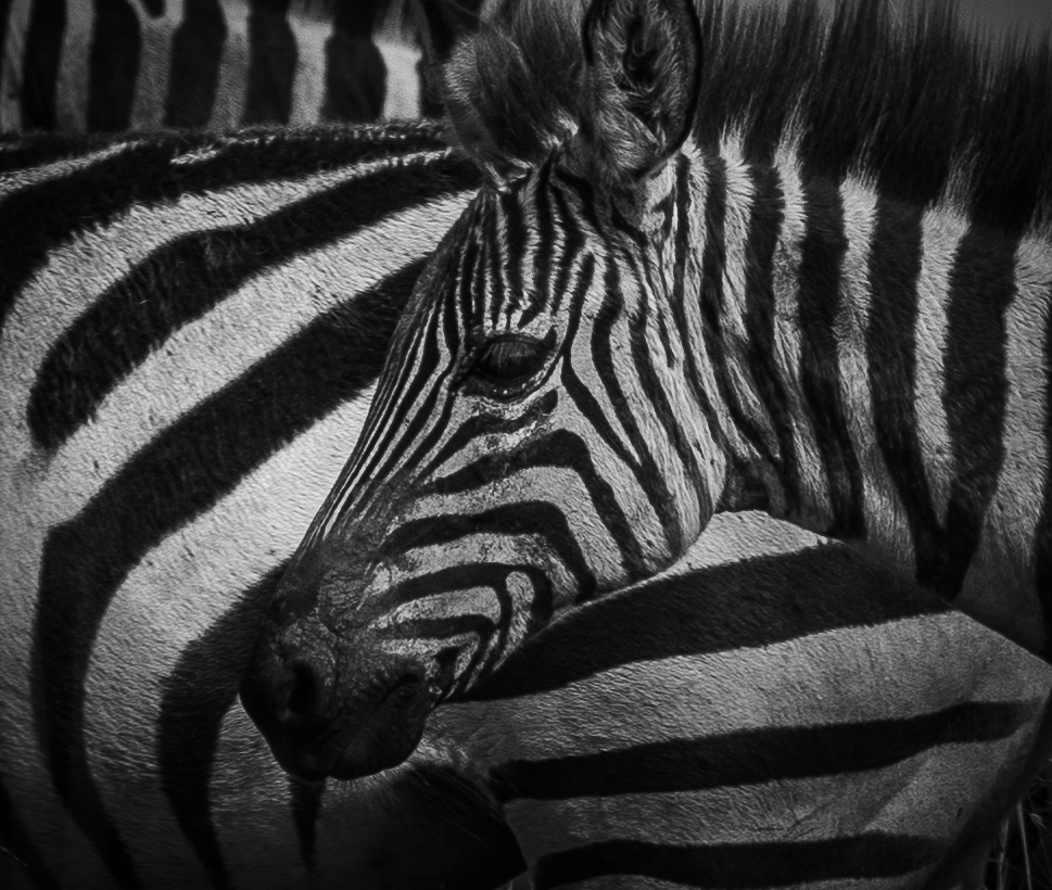 Africa Wildlife XXV