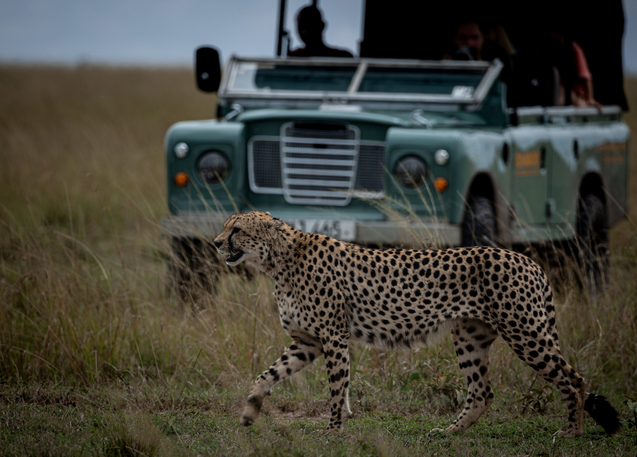 Africa Wildlife XXVI