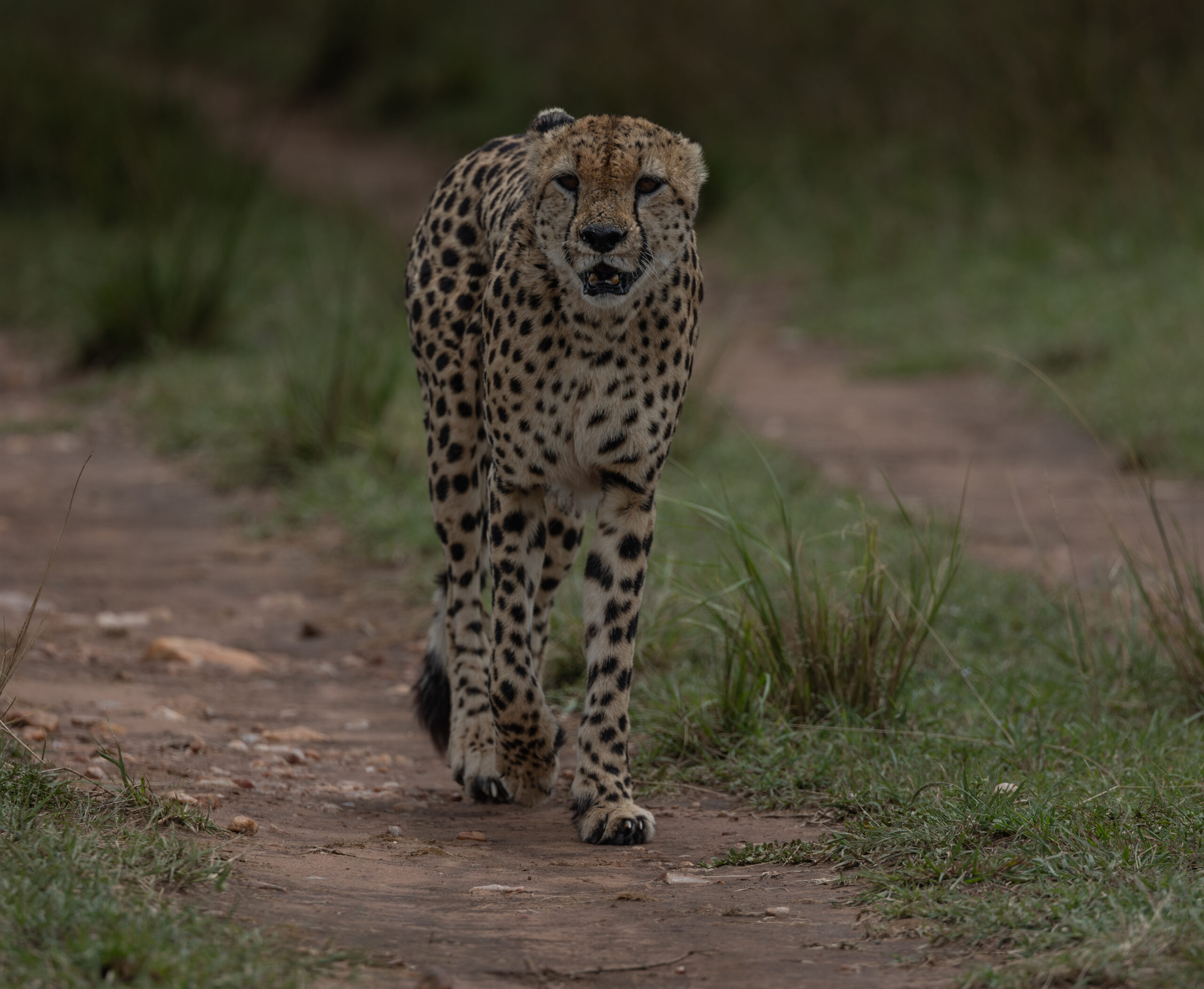 Africa Wildlife XXVII