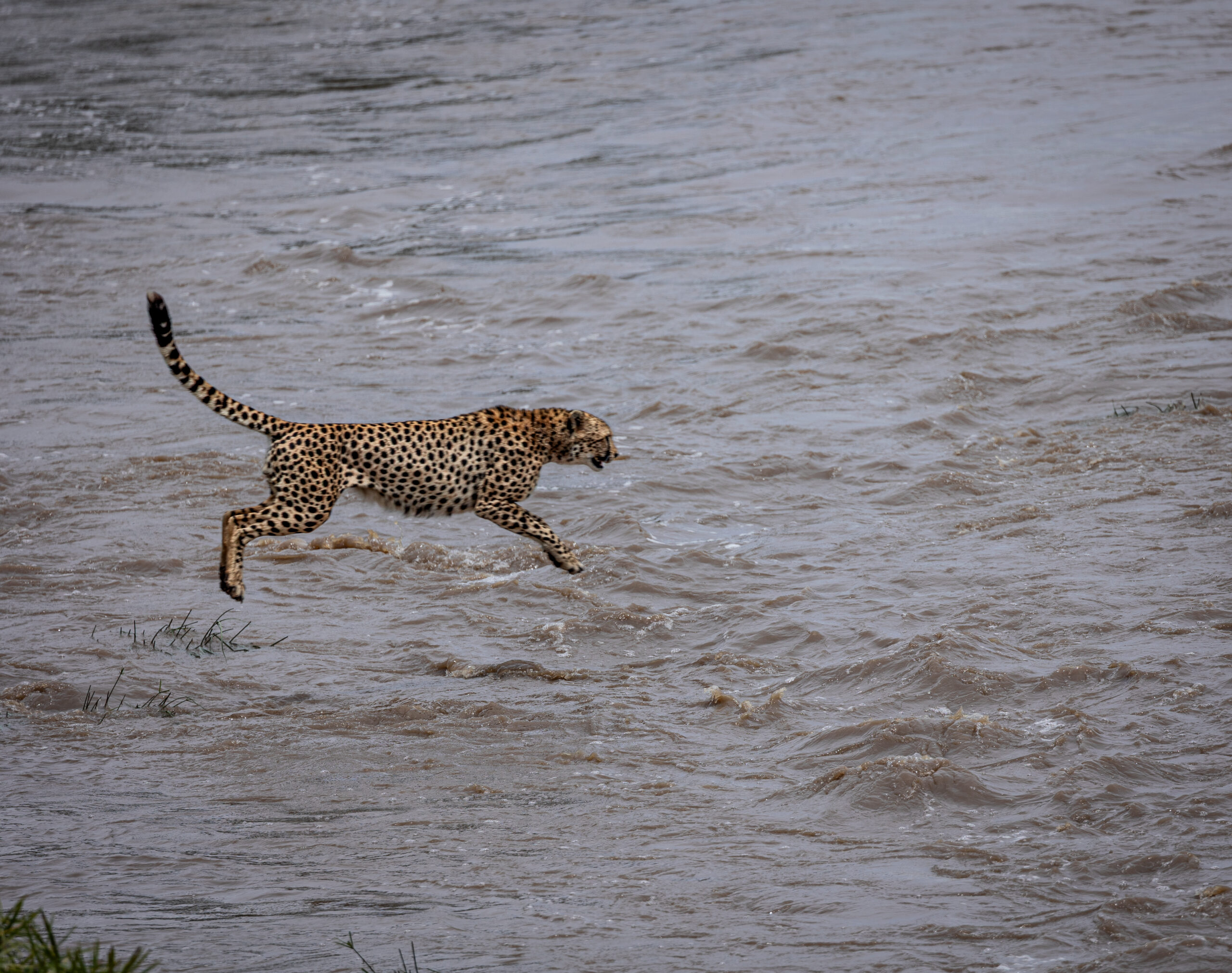 Africa Wildlife XXVIII