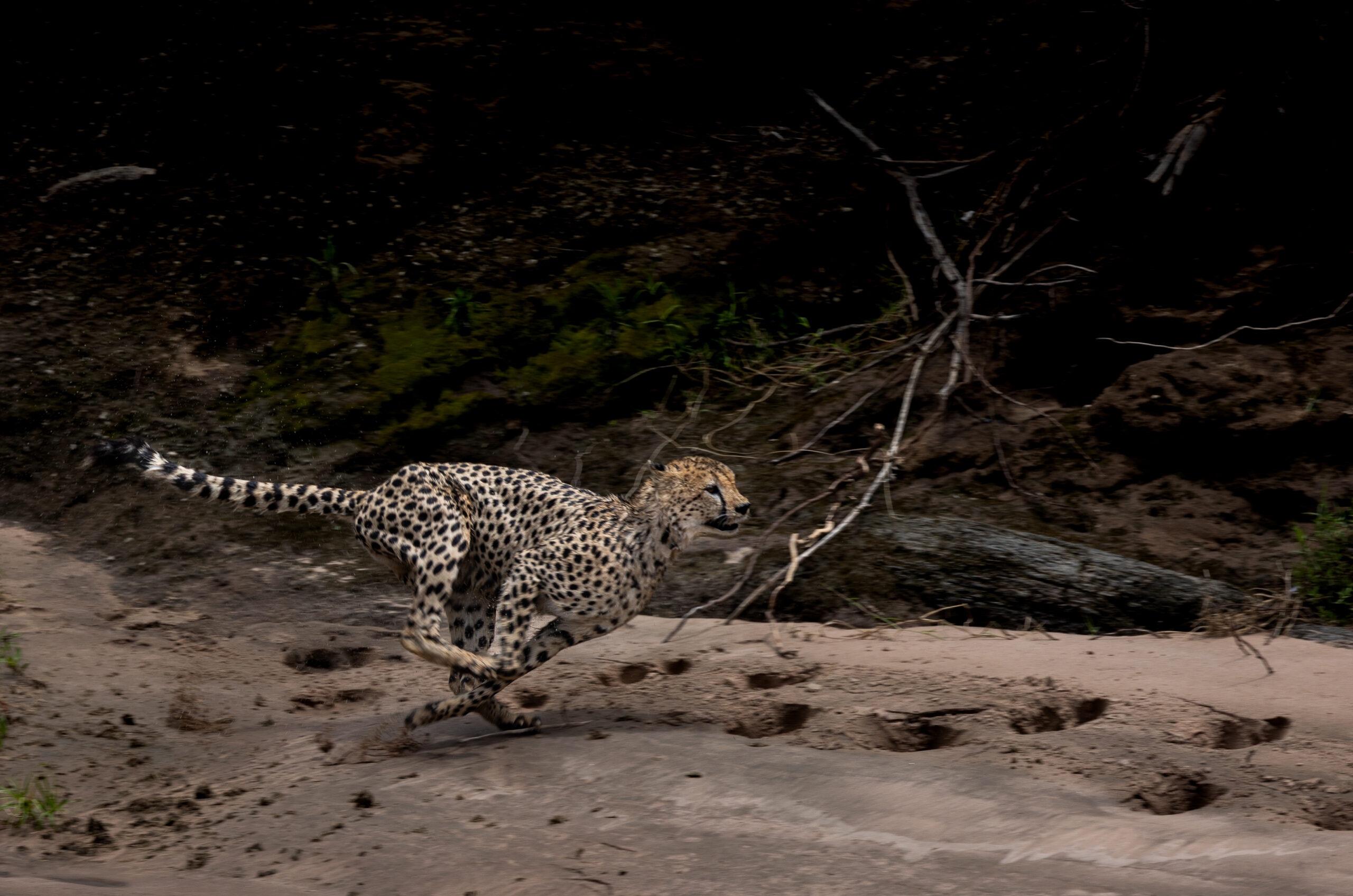 Africa Wildlife XXIX