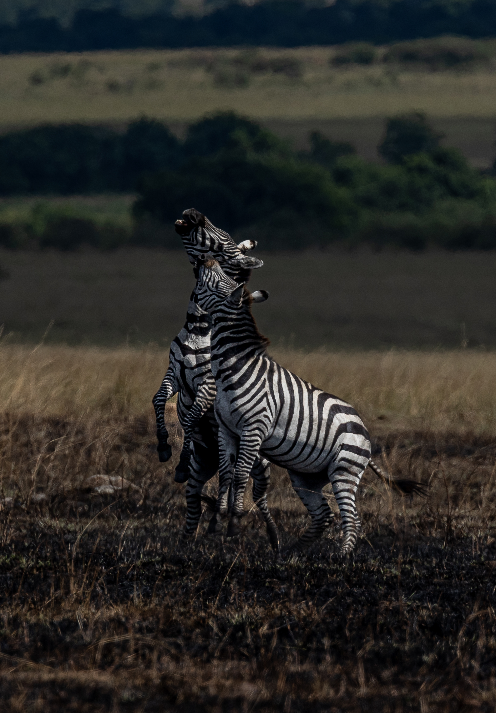 Africa Wildlife XXX