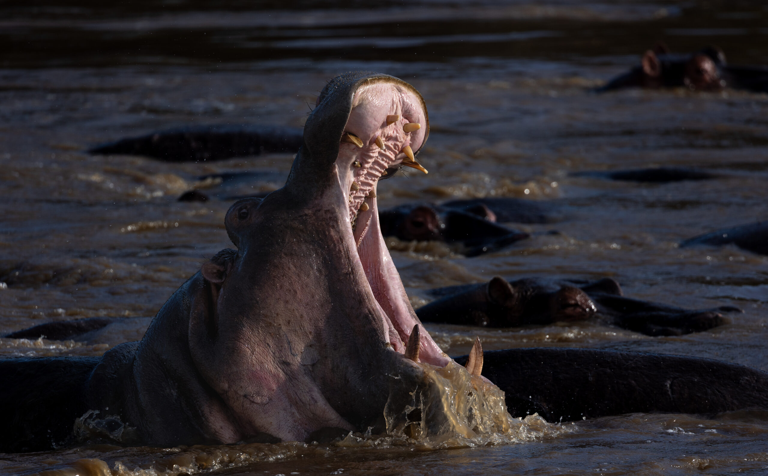 Africa Wildlife XXXI