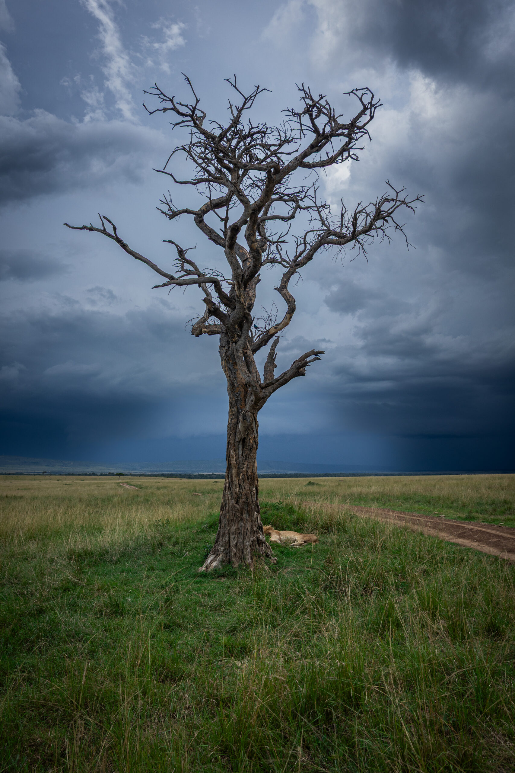 Africa Wildlife XXXII