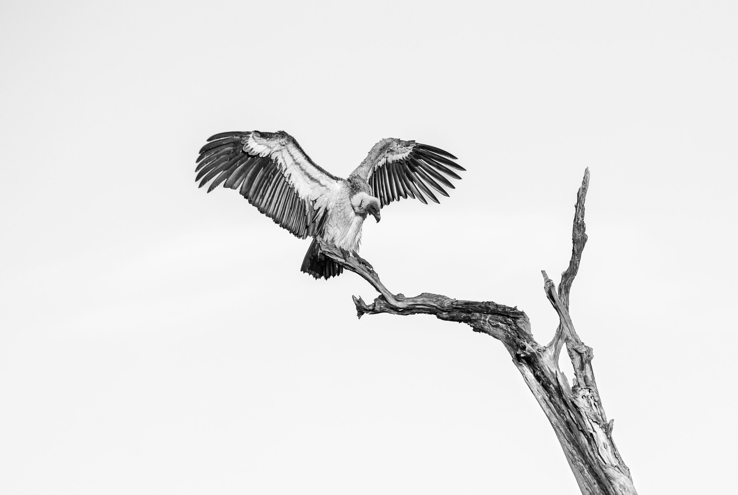Africa Wildlife XXXIII
