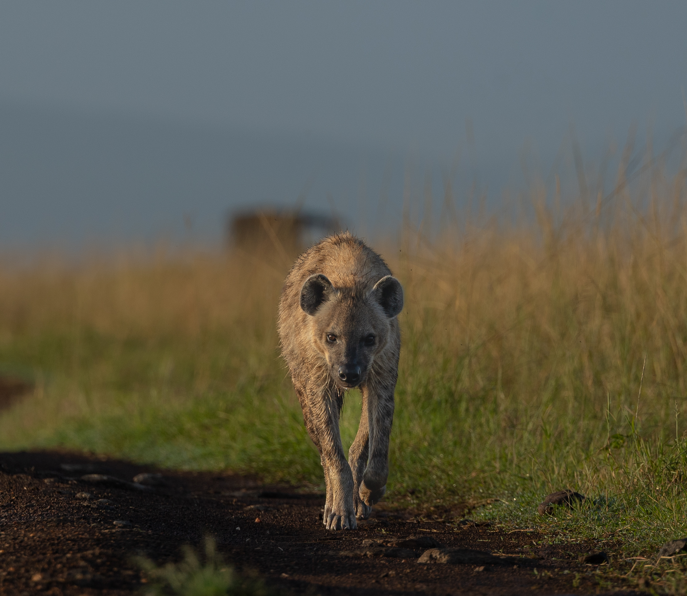 Africa Wildlife XXXIV