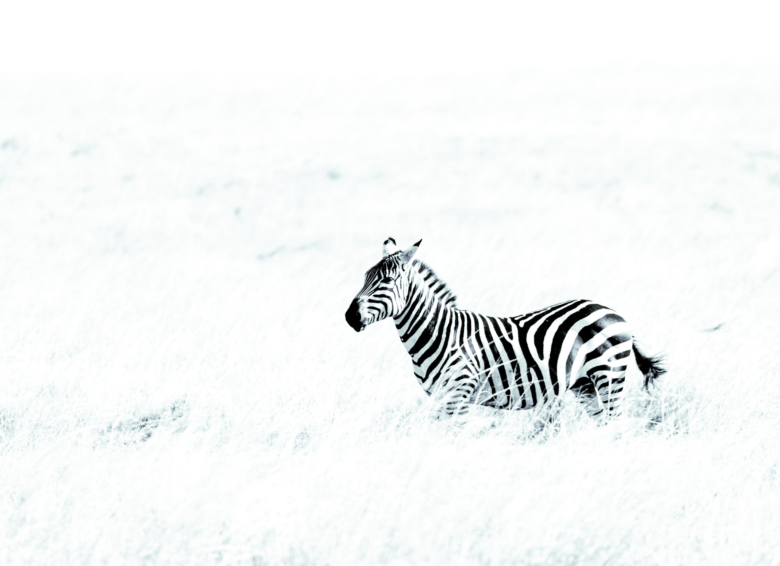 Africa Wildlife XXXV
