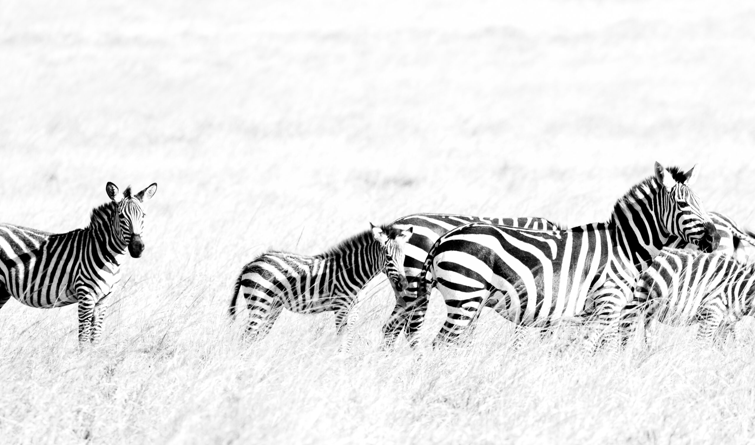 Africa Wildlife XXXVI