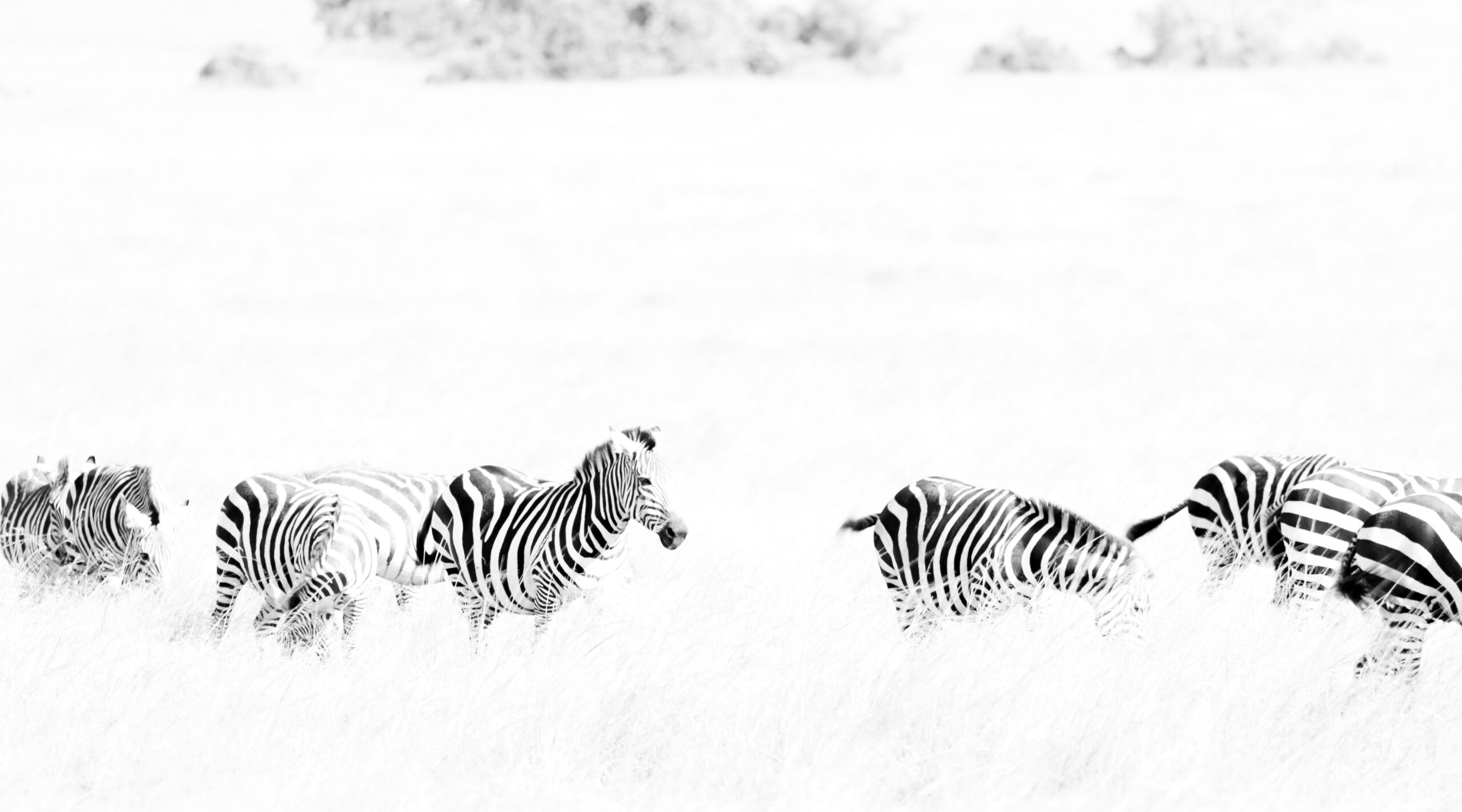 Africa Wildlife XXXVII