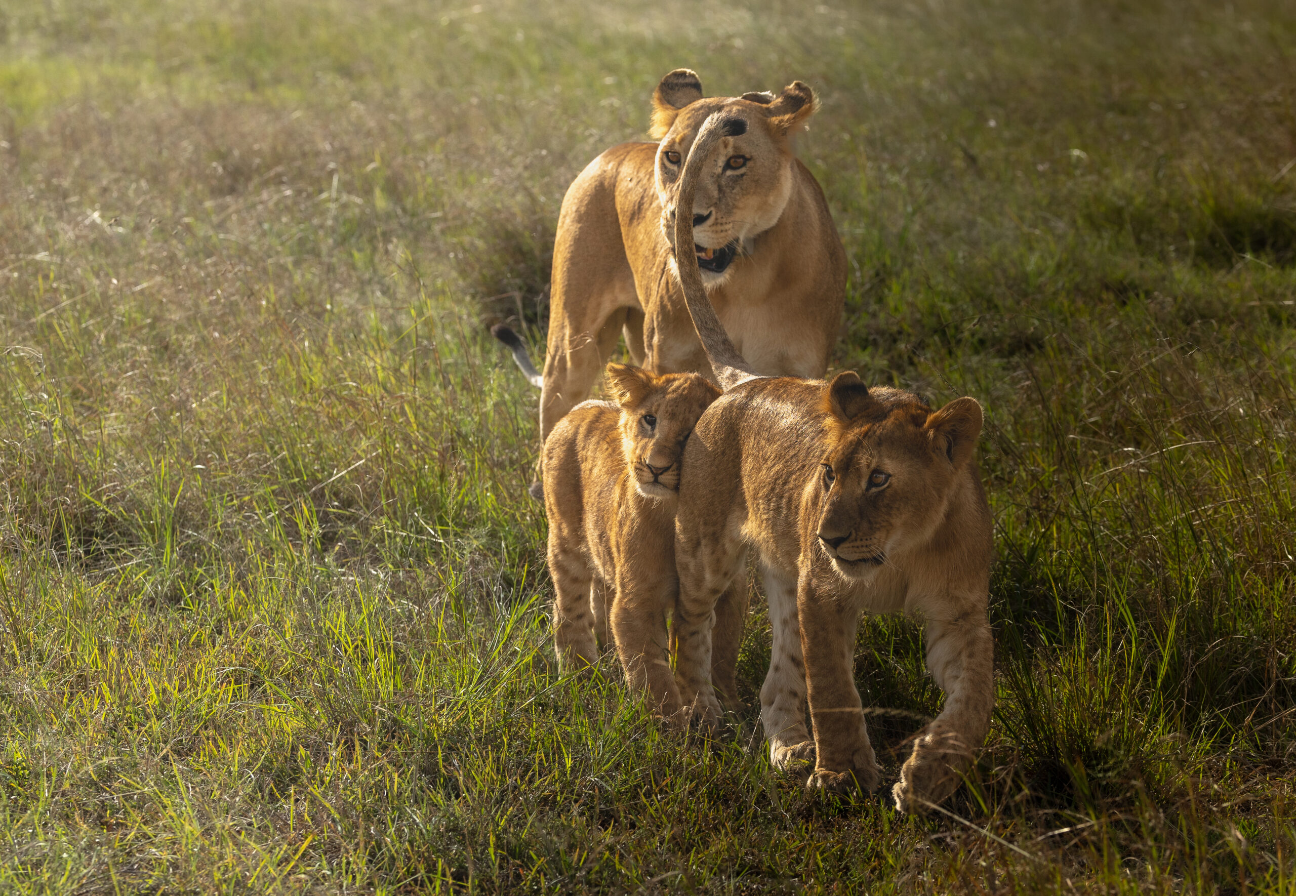 Africa Wildlife XXXVIII
