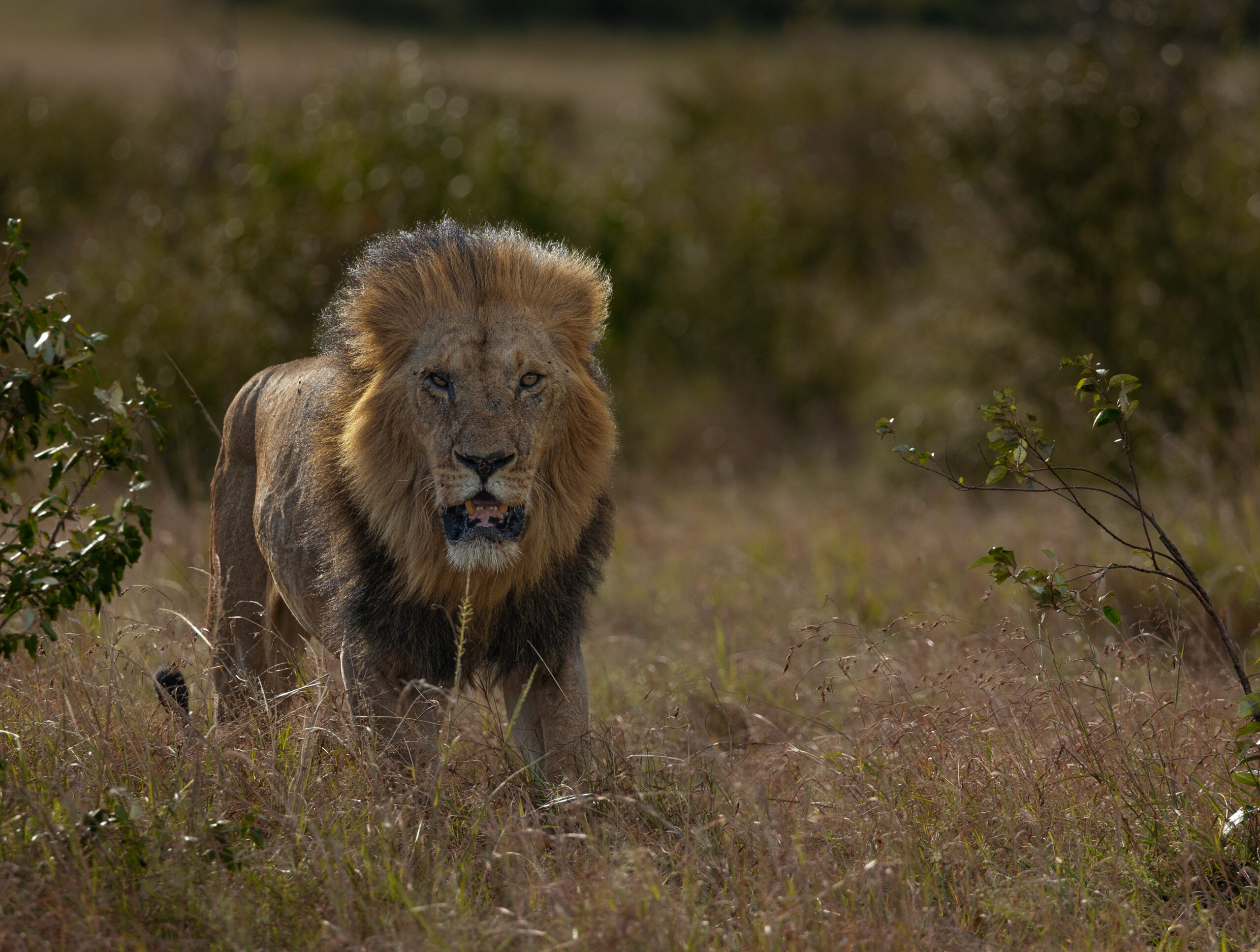 Africa Wildlife XXXIX