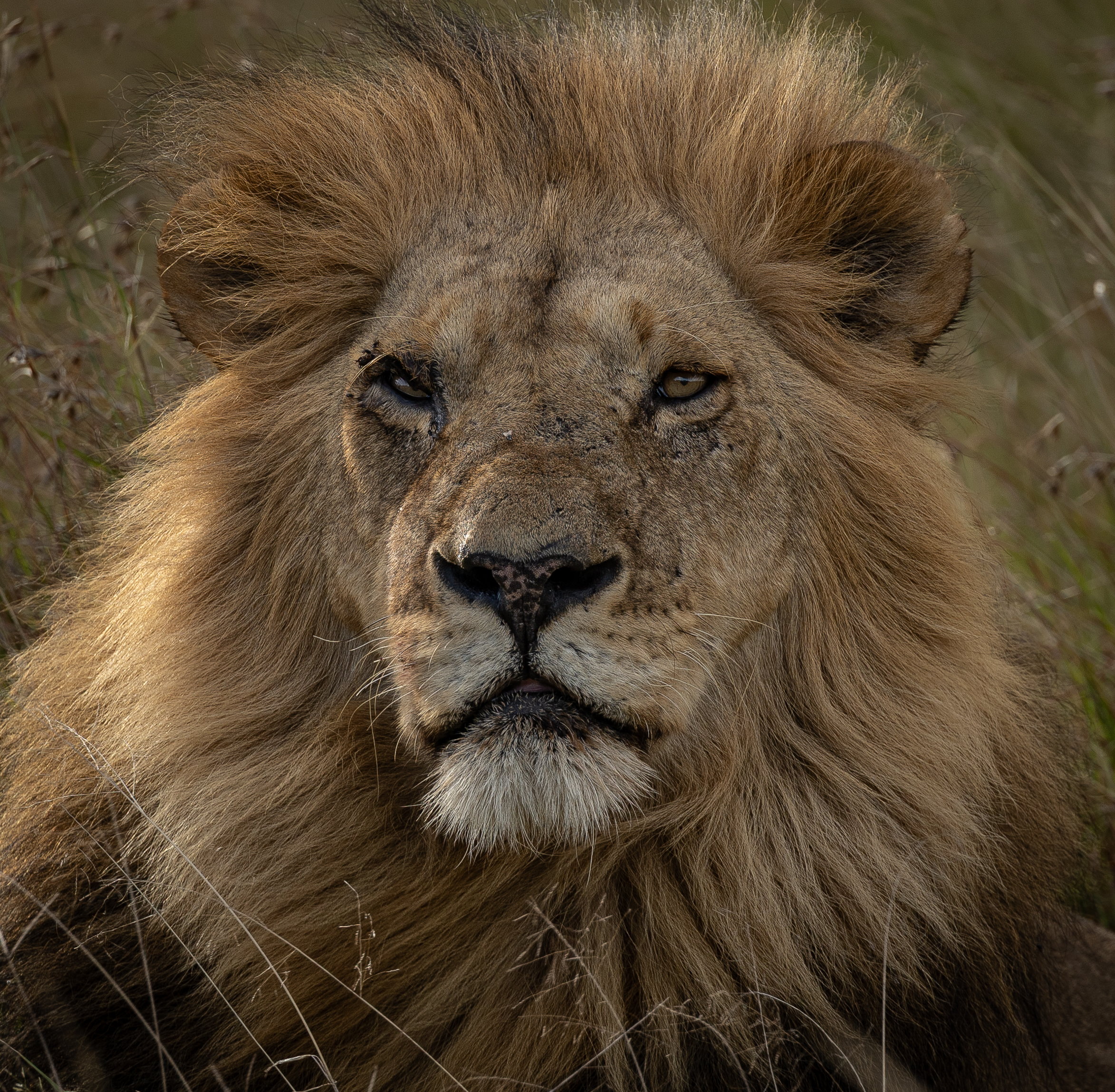 Africa Wildlife XL