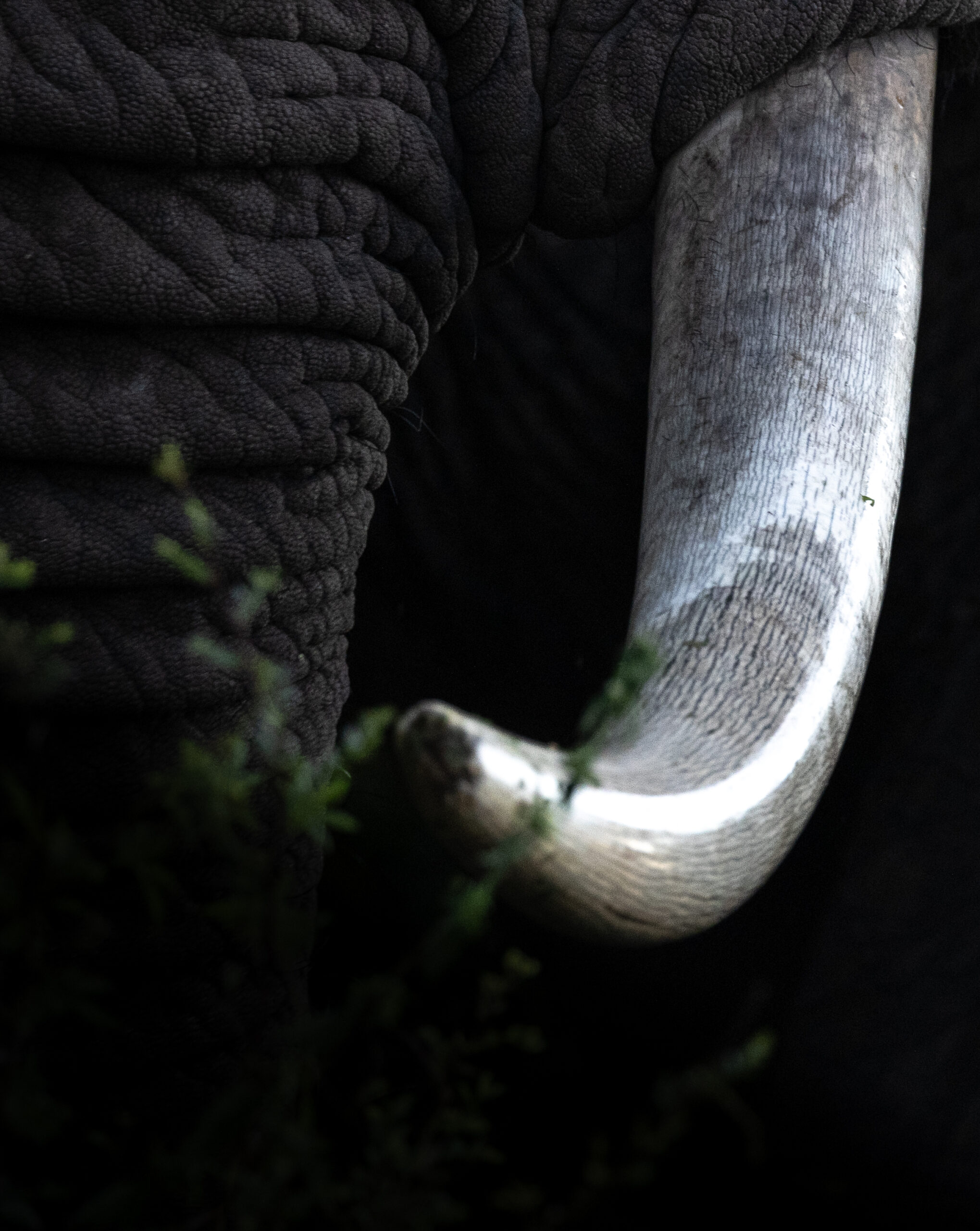 Africa Wildlife XLI