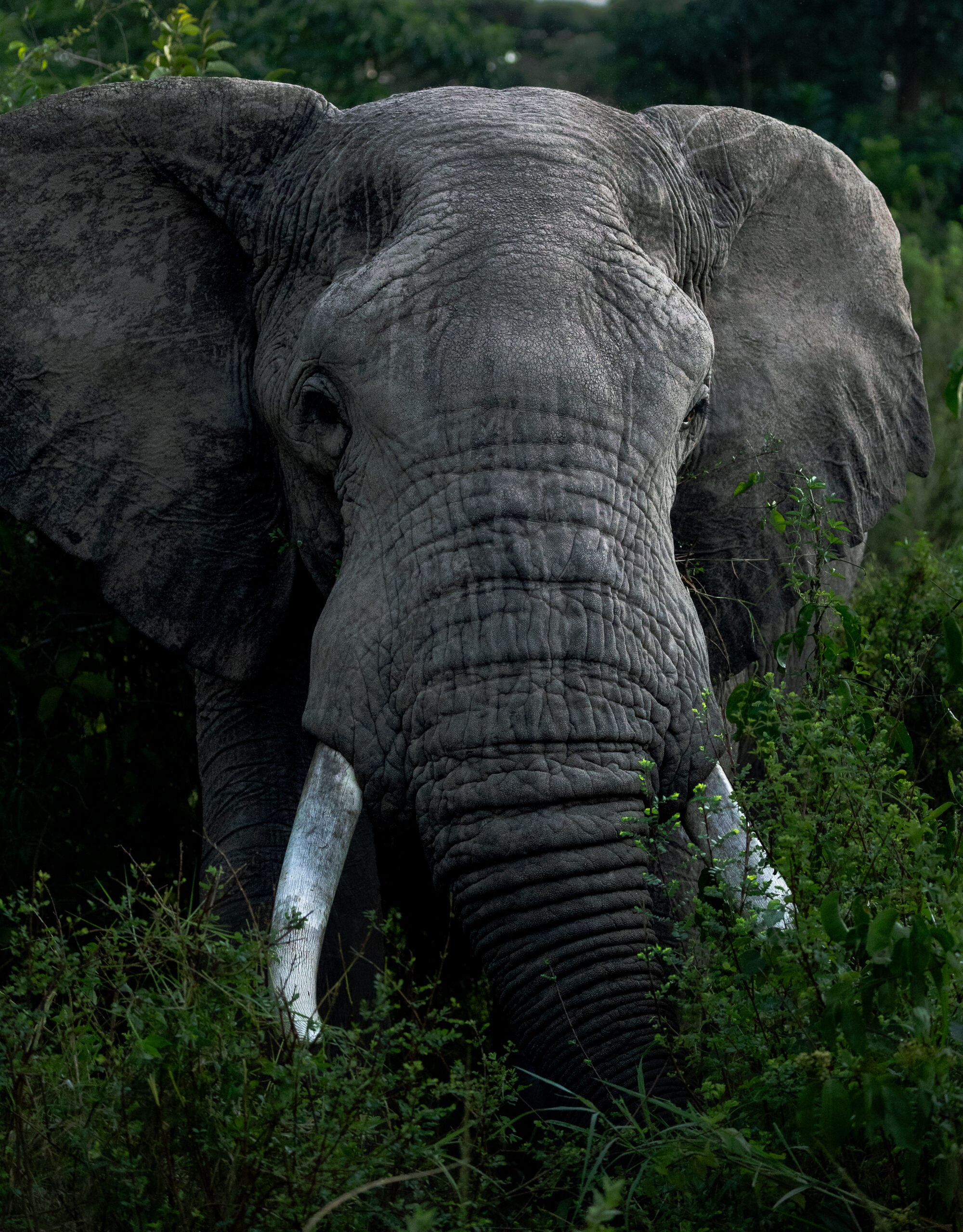 Africa Wildlife XLII