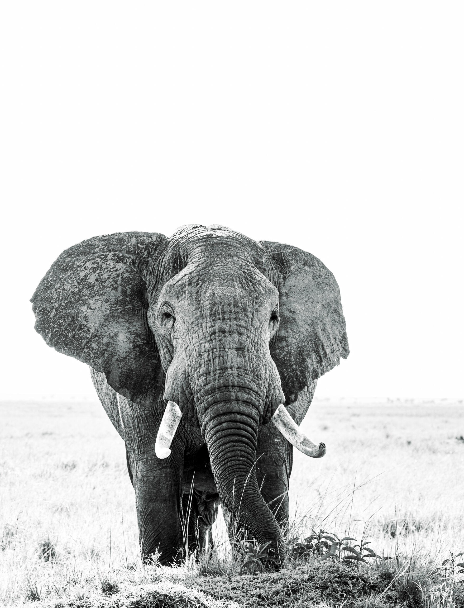 Africa Wildlife XLIII